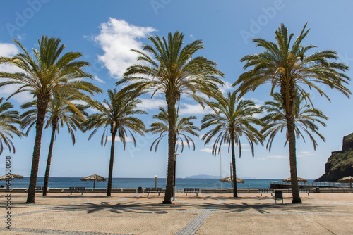 palm trees on the beach © Cavan