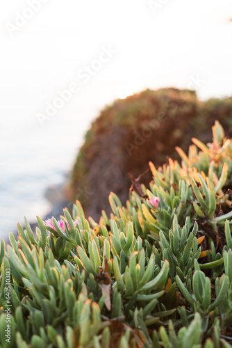 A close up of natural plants on the San Jose, California coastli photo