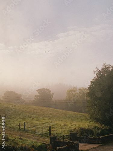 Rolling fields and trees on misty morning  serene beauty