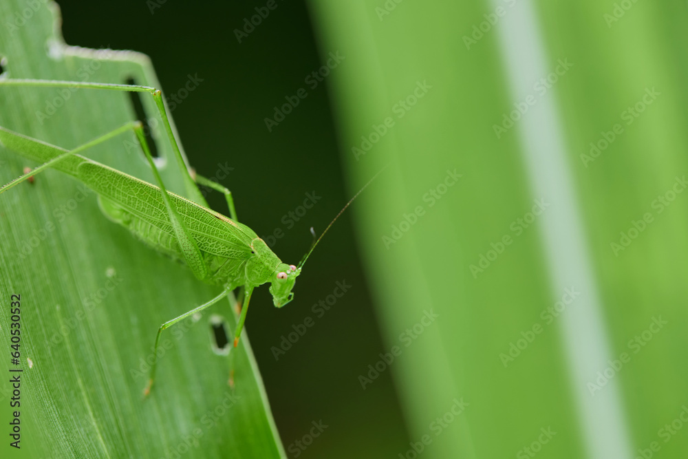 Close-up view of grasshopper on green leaves Close-up view of grasshopper on green leaves