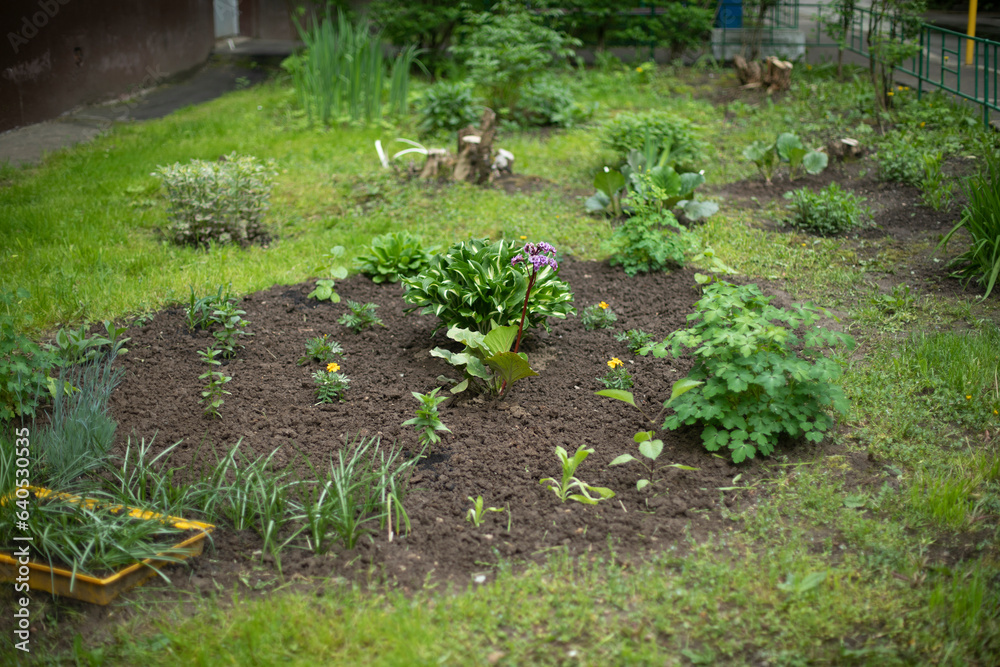 Garden with flowers. Flowerbed with plants. Garden Planting Details. Garden with flowers. Flowerbed with plants. Garden Planting Details.