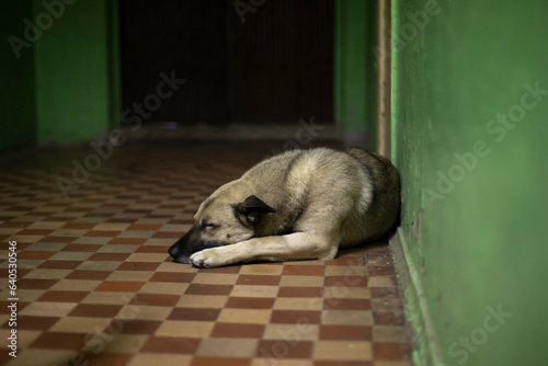 Dog sleeps on floor. Pet in corridor.