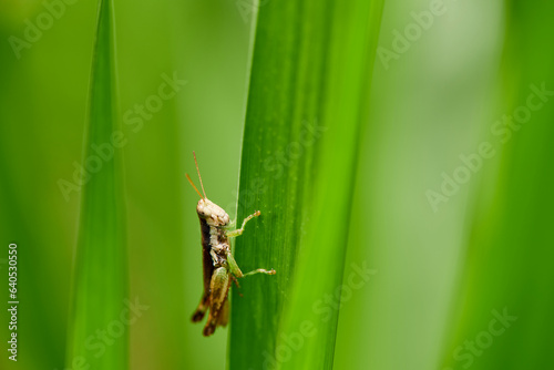 Close-up view of grasshopper on green leaves