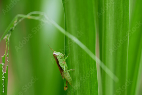 Close-up view of grasshopper on green leaves