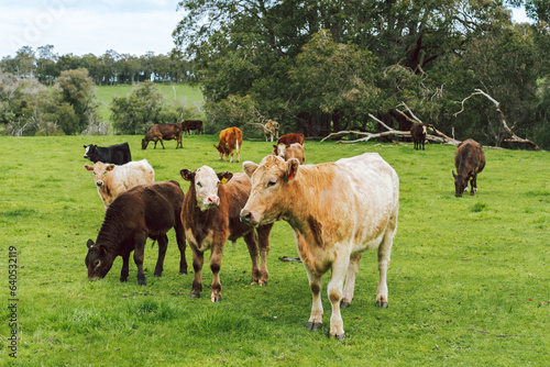 Grazing milking cows in a green pasture in the Ferguson Valley in Western Australia photo