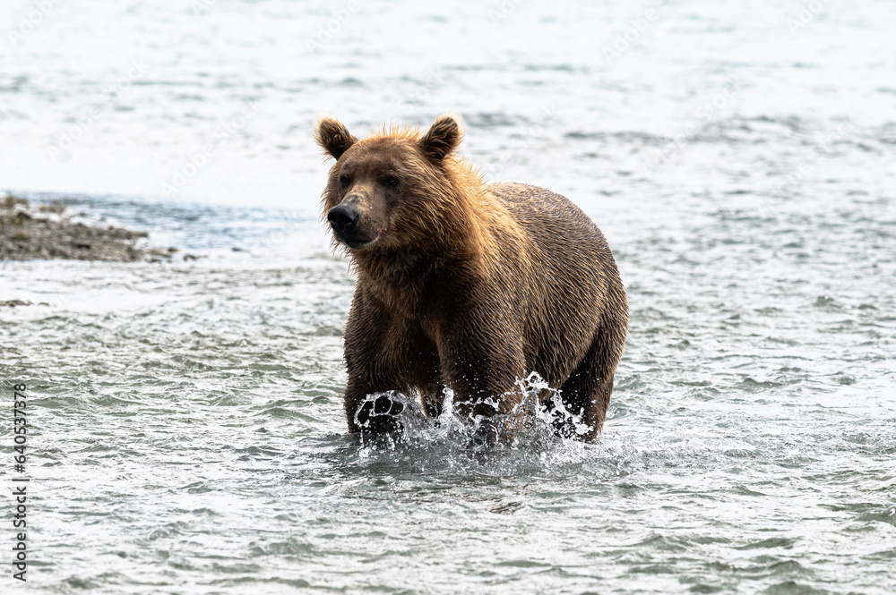 Auf der Jagd nach Lachsen - Grizzly im Fluss Auf der Jagd nach Lachsen - Grizzly im Fluss