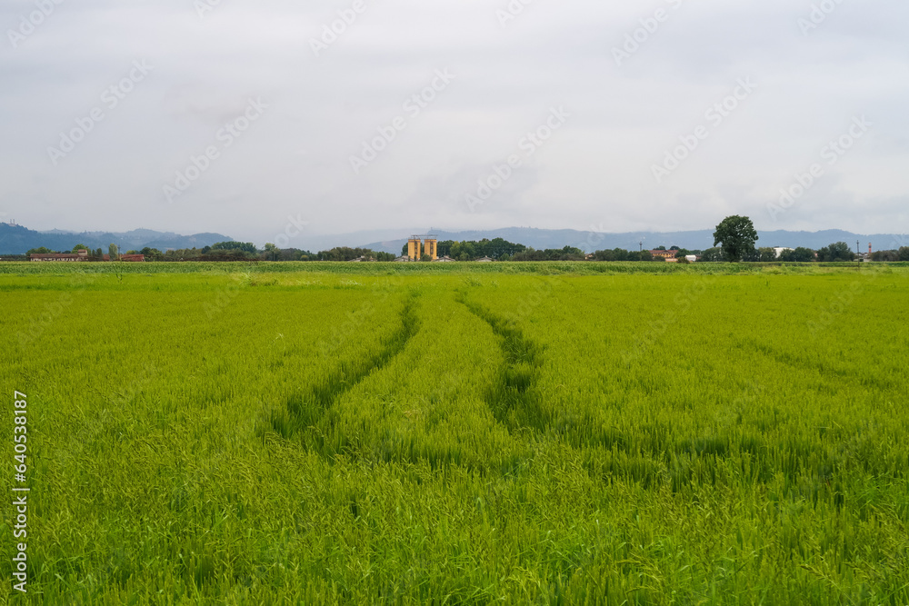 Paddy rice canal irrigation panorama landscape agriculture nature natural Po Valley Paddy rice canal irrigation panorama landscape agriculture nature natural Po Valley