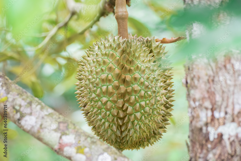 Durian tree, Fresh durian fruit on tree, Durian struck Lae, Durian Line Lae, durian in uttaradit thailand Durian tree, Fresh durian fruit on tree, Durian struck Lae, Durian Line Lae, durian in uttaradit thailand