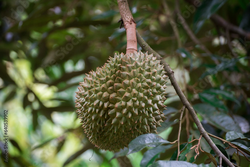 Durian fruit on tree, Durians are the king of fruits in thailand