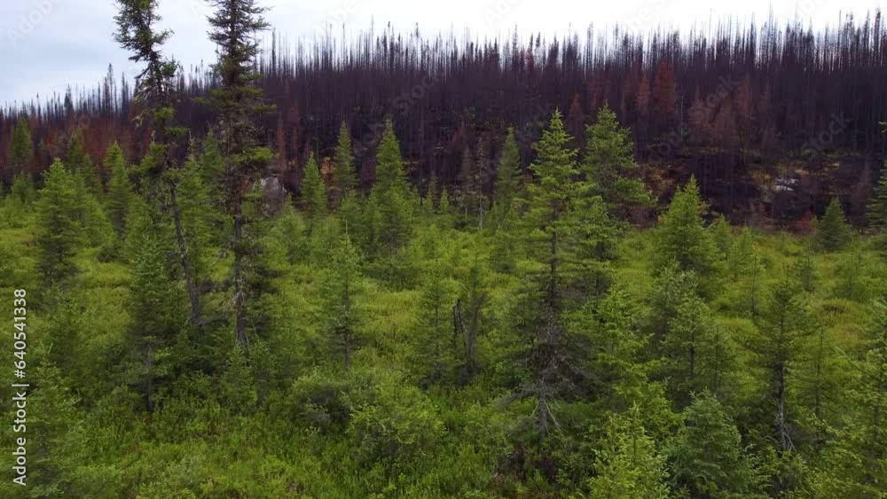 rising aerial of the record-setting Canadian forest fire season,  fireline where thousands of acres of forest were destroyed 