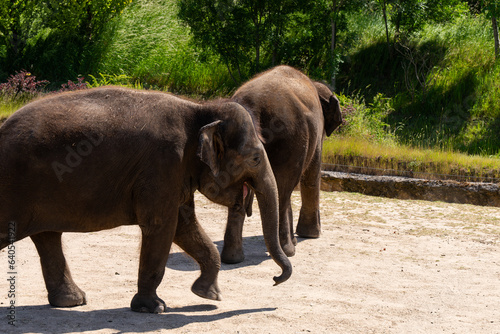   l  phant proche de son abris 