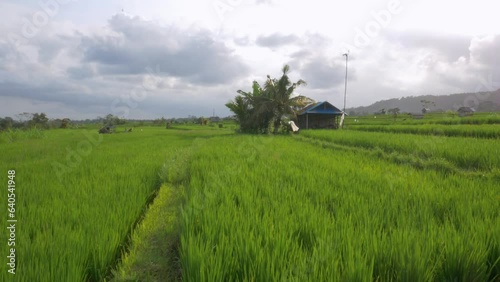 See a beautiful traditional rice paddy in on Bali Island in the afternoon light with this handheld pan shot. This video is perfect for travel vlogs, documentaries, and b-roll. photo