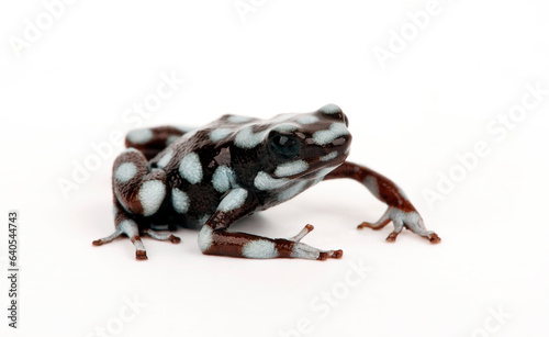 Marañón poison frog // Marańon-Baumsteiger (Excidobates mysteriosus)   photo