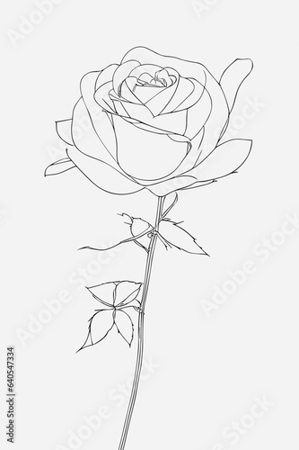 sketch of a rose