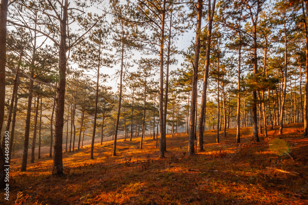 Naklejka premium Pine forest