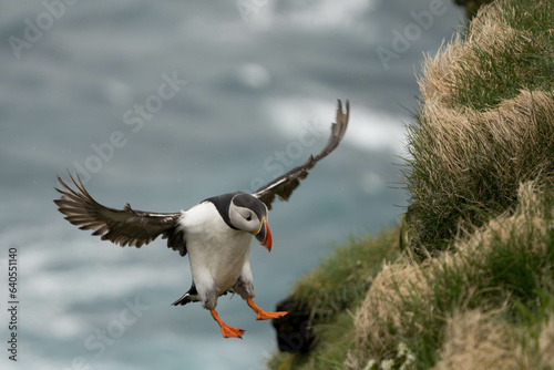 Papageientaucher auf Island