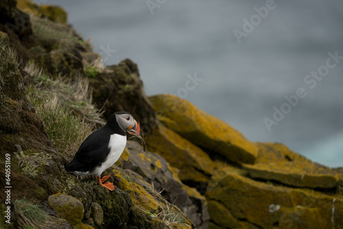 Papageientaucher auf Island