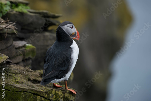 Papageientaucher auf Island