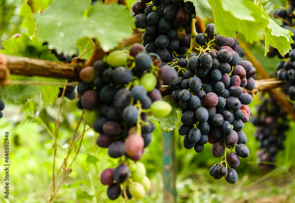 Growing blue grapes in the garden. Ripening blue grapes in autumn. Harvesting blue grapes. Growing blue grapes in the garden. Ripening blue grapes in autumn. Harvesting blue grapes.