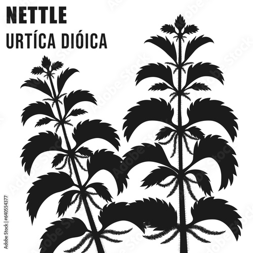 NETTLE  URTÍCA DIÓICA black silhouettes on white background vector illustration