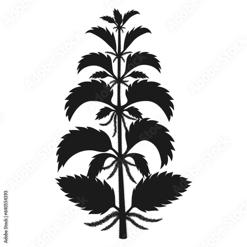 NETTLE  URTÍCA DIÓICA black silhouette on white background vector illustration