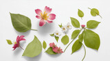 Flowers leaves are laying down on a white background by Generative AI