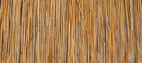 Panorama of yellow dry reed. Background and texture.