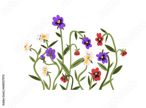 Flowers decoration. Pansies cluster. Heartsease wildflowers, blossomed field plants group. Gentle blooms branches, stems with leaf. Flat graphic vector illustration isolated on white background