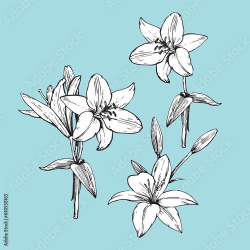 Set of hand-drawn Lilies, vector