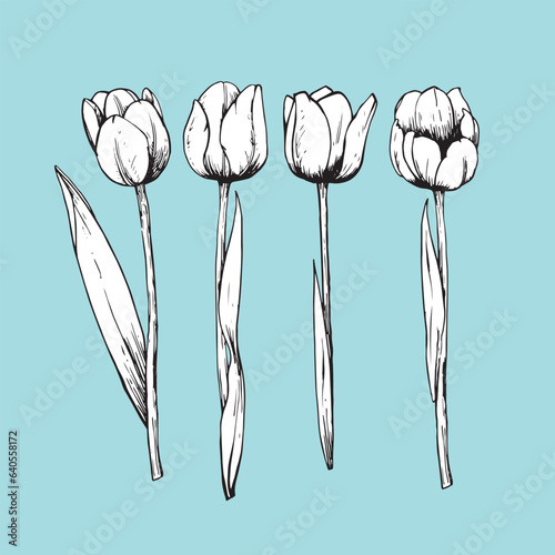Set of hand-drawn Tulips, vector