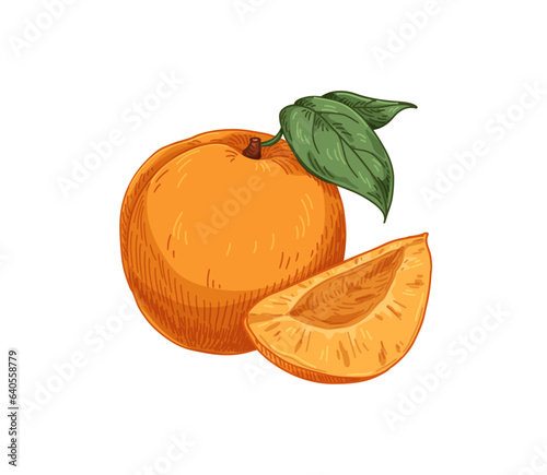 Fresh whole apricots with leaf, cut fruit piece, wedge. Healthy natural sweet...