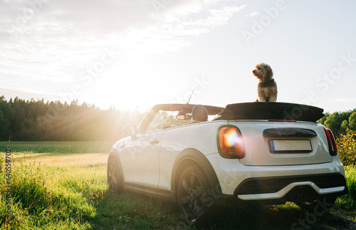 cute dog sitting on the top of a convertible mini car at sunset photo