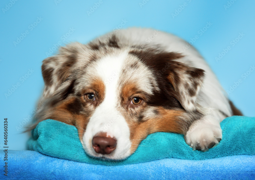 Horizontal close up studio photo of cute red merle australian shepherd laying on stack of colorful towels on light blue background