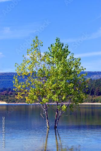 Black poplar (Populus nigra...