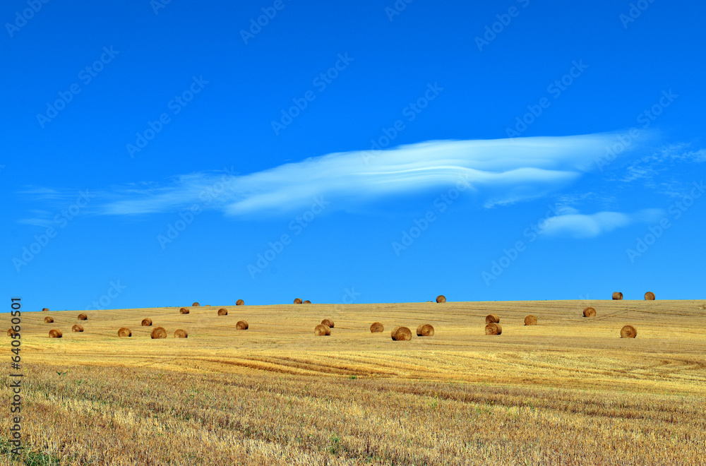 Landscape of a harvested cereal field with hay balls and blue sky