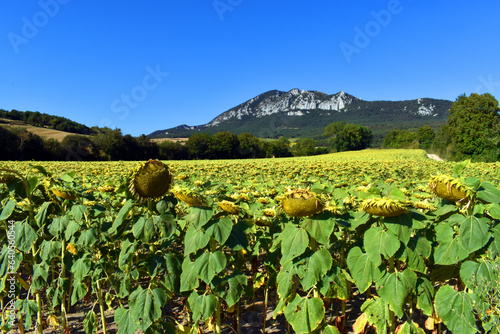 Landscape of a field of sem...