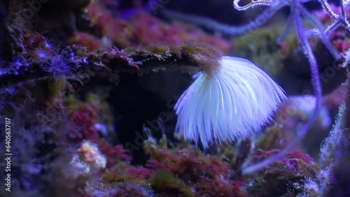 Side view of a sea feather duster moving in the water. Spirographis spallanzani. photo