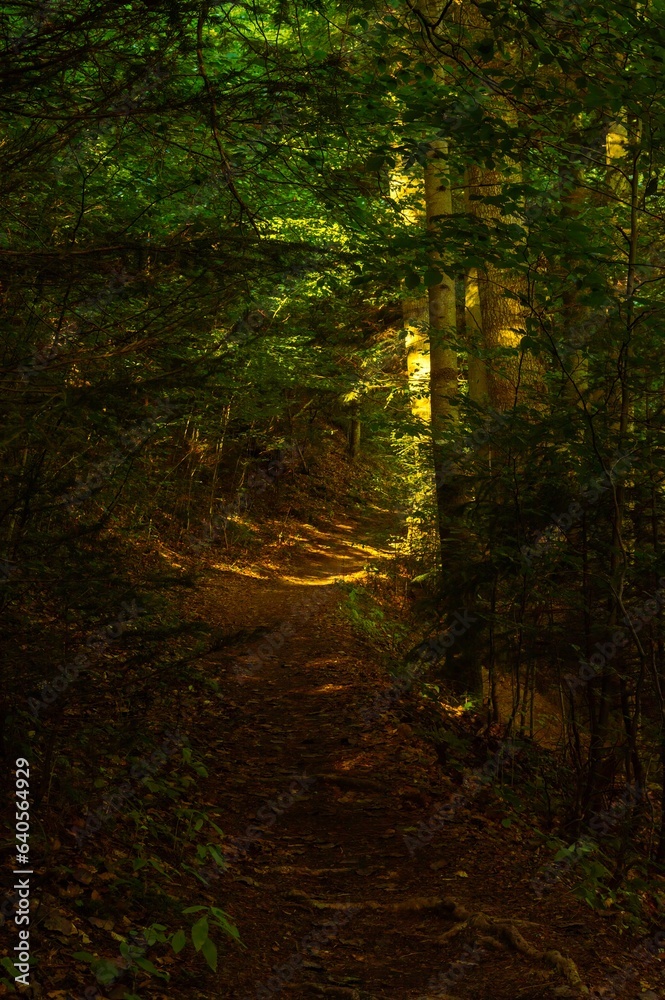 Path in the foggy forest Path in the foggy forest