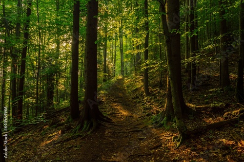 Path in a foggy forest at sunset