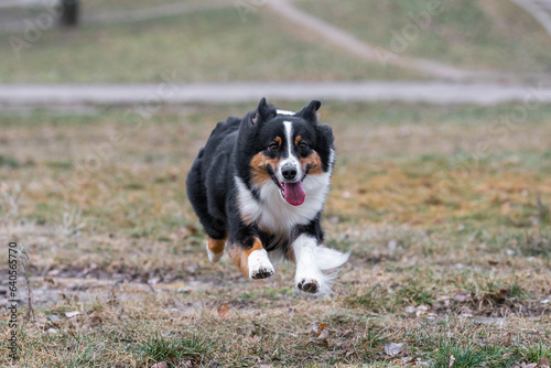 Action motion photo of happy black tricolor australian shepherd dog running at the park