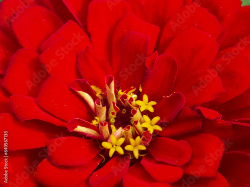 red and yellow dahlia flower