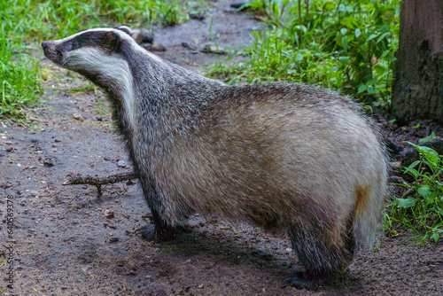 Badger