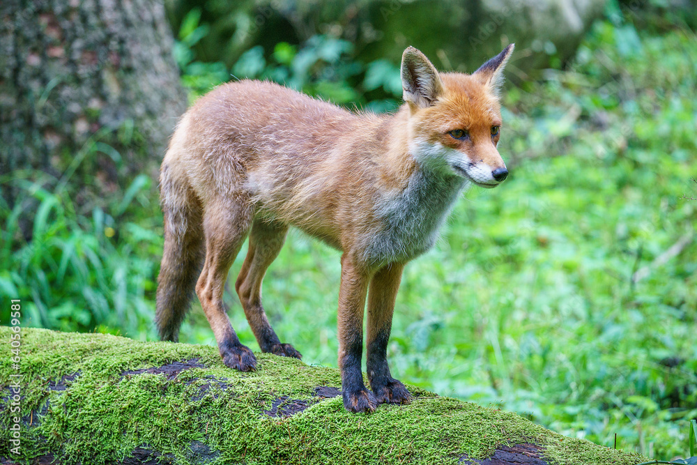 red fox in the wild