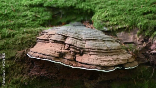 The mushroom grows on a moss-covered tree in the forest. photo