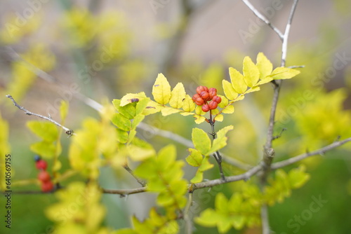 サンショウ、zanthoxylum、piperitum、山椒、
植物、緑、野外、日本、東京、自然、薬用植物園、植物園、 photo