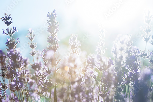 Provence - lavender field