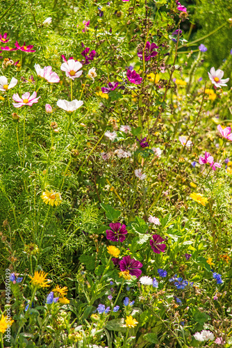 meadow with a lot of colorful flowers, cultivated for species pr