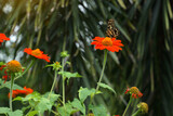 Butterflies feed on nectar from Tithonia rotundifolia flowers, a mutually beneficial relationship between different organisms in an ecosystem. Butterflies feed and pollinate flowers. 