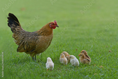 Mother hen and chicks in the green nature in the morning