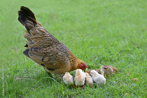 Mother hen and chicks looking for food in green nature